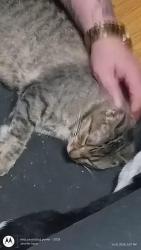 Found/Stray Female Cat last seen Ragland, Cedar Hill, TX 75104