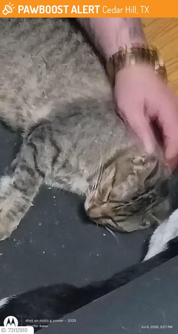 Found/Stray Female Cat last seen Ragland, Cedar Hill, TX 75104