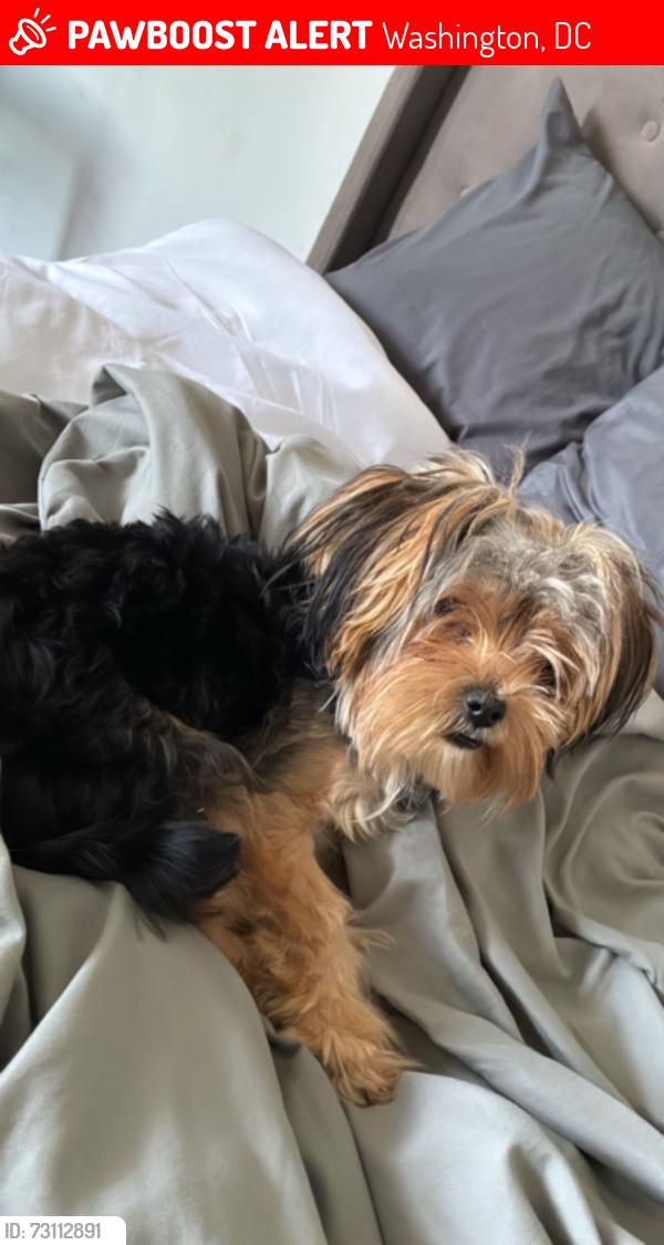 Lost Female Dog last seen W St SE, Washington, DC 20020