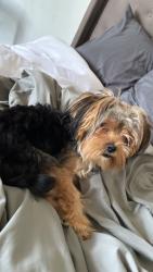 Lost Female Dog last seen W St SE, Washington, DC 20020