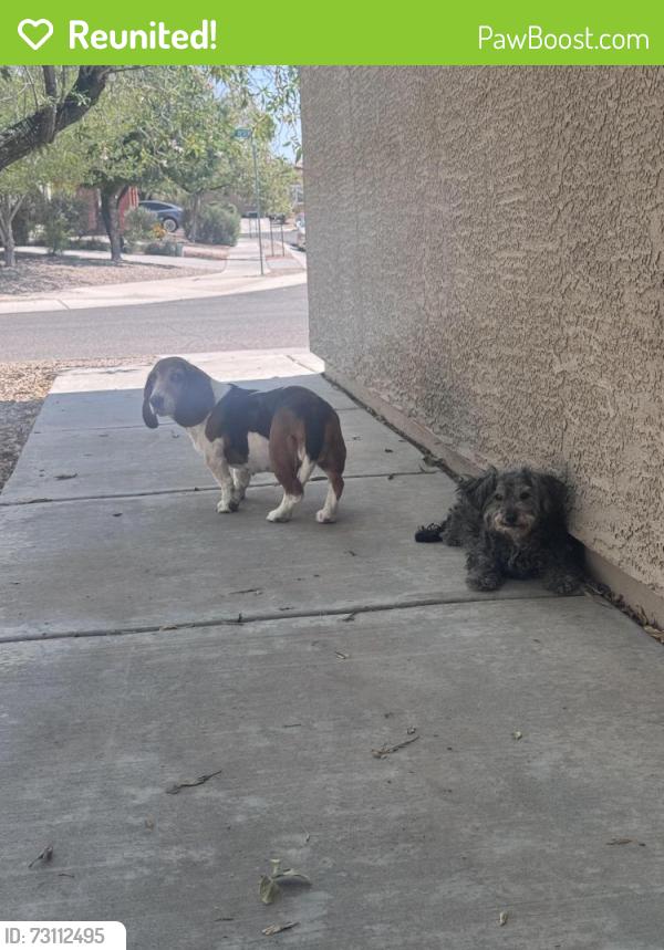 Reunited Female Dog last seen Valencia and Swan, Tucson, AZ 85756