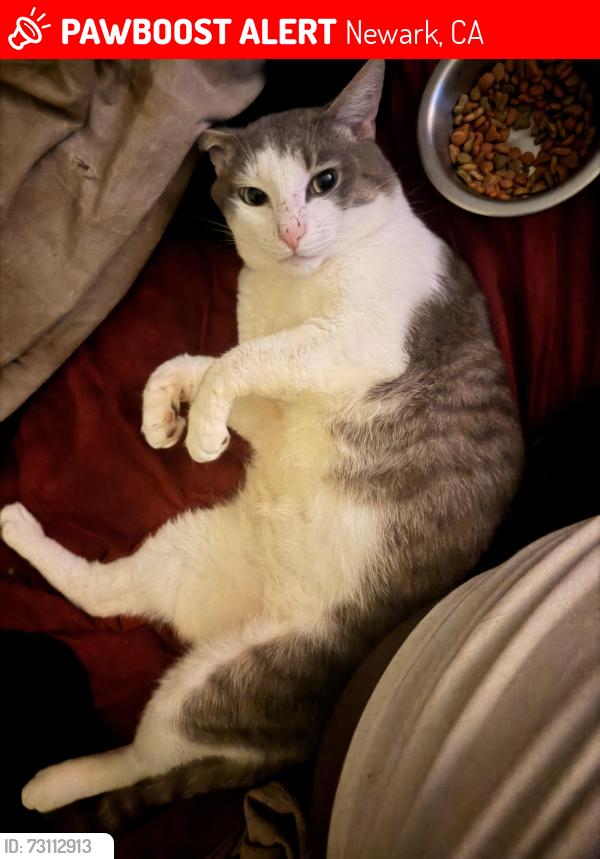 Lost Male Cat last seen Foodmaxx, Newark, CA 94560