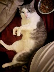 Lost Male Cat last seen Foodmaxx, Newark, CA 94560