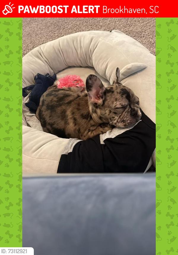 Lost Female Dog last seen Elderberry lane, brookhaven, south carolina, Brookhaven, SC 29229
