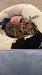 Lost Female Dog last seen Elderberry lane, brookhaven, south carolina, Brookhaven, SC 29229