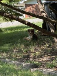 Reunited Unknown Dog last seen Mark drive, Greenville, SC 29611