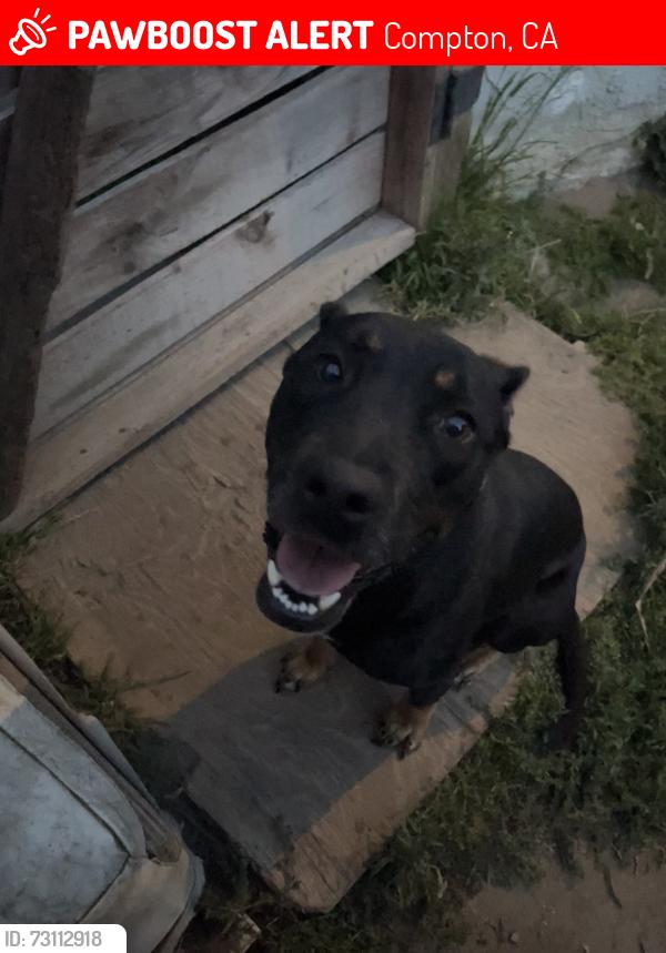 Lost Female Dog last seen Long Beach blvd, Compton, CA 90221
