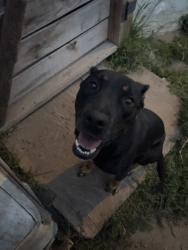 Lost Female Dog last seen Long Beach blvd, Compton, CA 90221