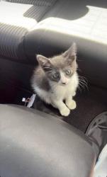 Lost Male Cat last seen Outside of hse on Patricia Drive, San Antonio, TX 78216