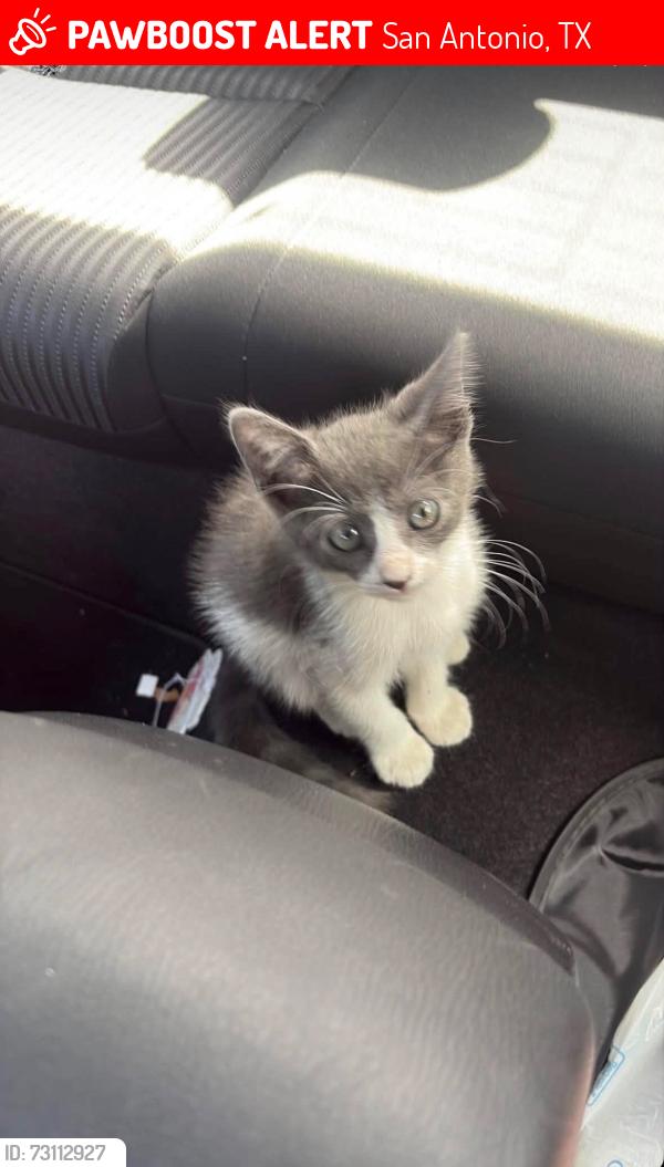 Lost Male Cat last seen Outside of hse on Patricia Drive, San Antonio, TX 78216