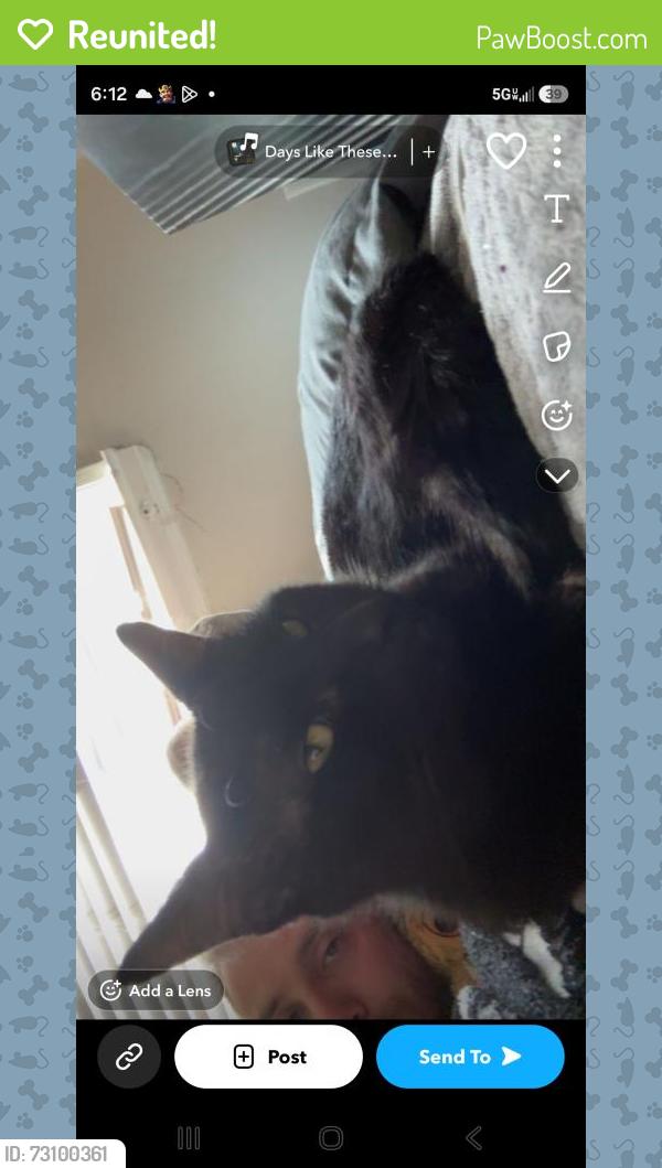 Reunited Male Cat last seen Delaware and bay dr, Huntington Beach, CA 92648