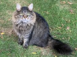 Lost Male Cat last seen 145th St SW and 53rd, Edmonds, WA 98026
