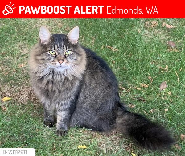Lost Male Cat last seen 145th St SW and 53rd, Edmonds, WA 98026