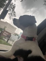 Reunited Female Dog last seen W Fourth st and S State St, Appleton, WI 54911