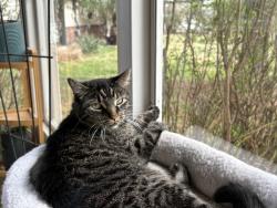 Reunited Female Cat last seen Brass Lamp Drive, between Sweetwood Court and Morewood Court, Ballwin, MO 63011