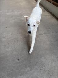 Lost Female Dog last seen rossmore and 6th, Los Angeles, CA 90004