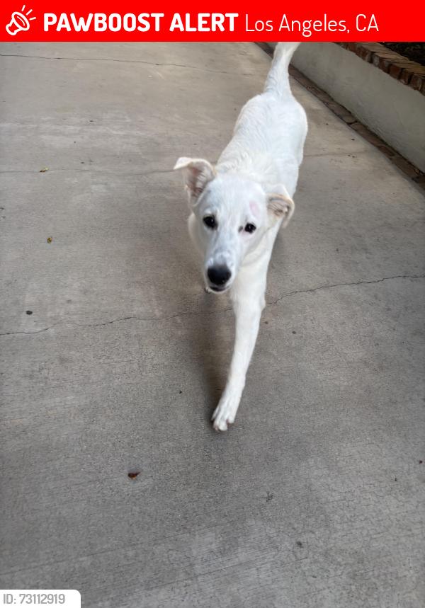 Lost Female Dog last seen rossmore and 6th, Los Angeles, CA 90004
