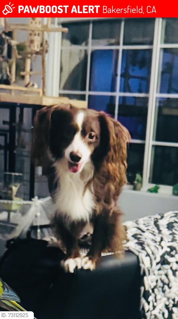 Lost Male Dog last seen Husking and so. Union, Bakersfield, CA 93307