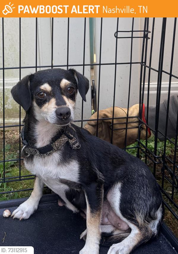Found/Stray Female Dog last seen Nashua ct and Nashua Pn, Nashville, TN 37209