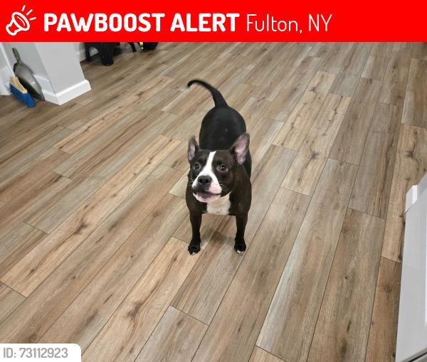 Lost Female Dog last seen Family Dollar Fulton NY, Fulton, NY 13069