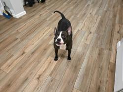 Lost Female Dog last seen Family Dollar Fulton NY, Fulton, NY 13069