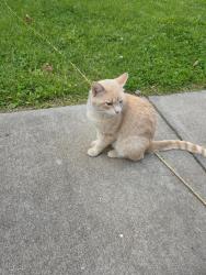 Found/Stray Male Cat last seen N alvord blvd, Evansville, IN 47711