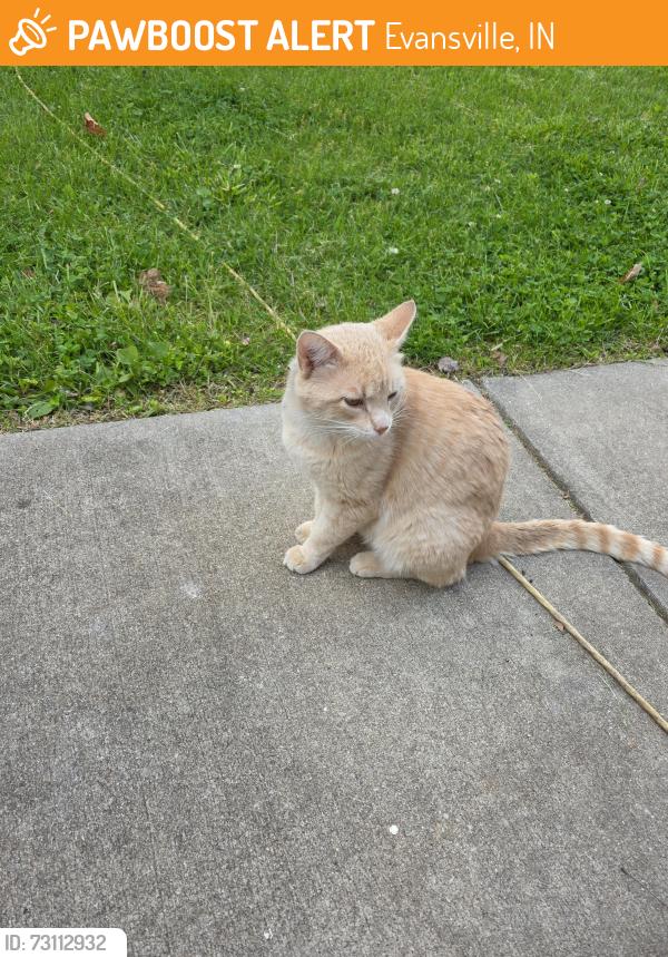 Found/Stray Male Cat last seen N alvord blvd, Evansville, IN 47711