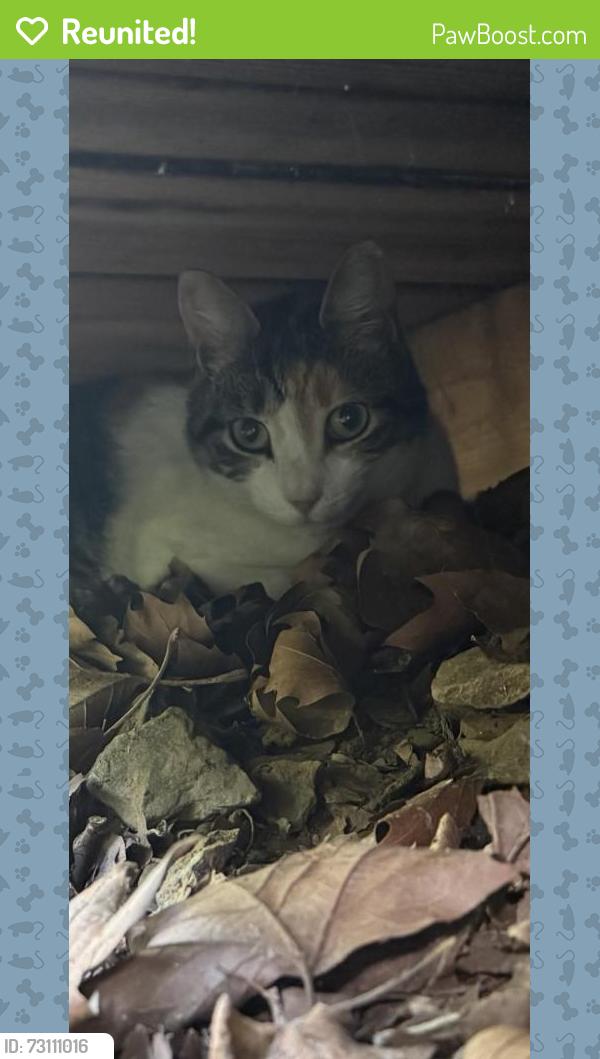 Reunited Female Cat last seen Lockard Park, Mountville, PA 17554