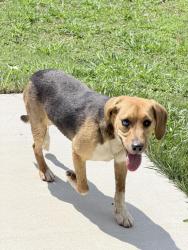 Found/Stray Male Dog last seen John Thompson, Chattanooga Valley, GA 30725