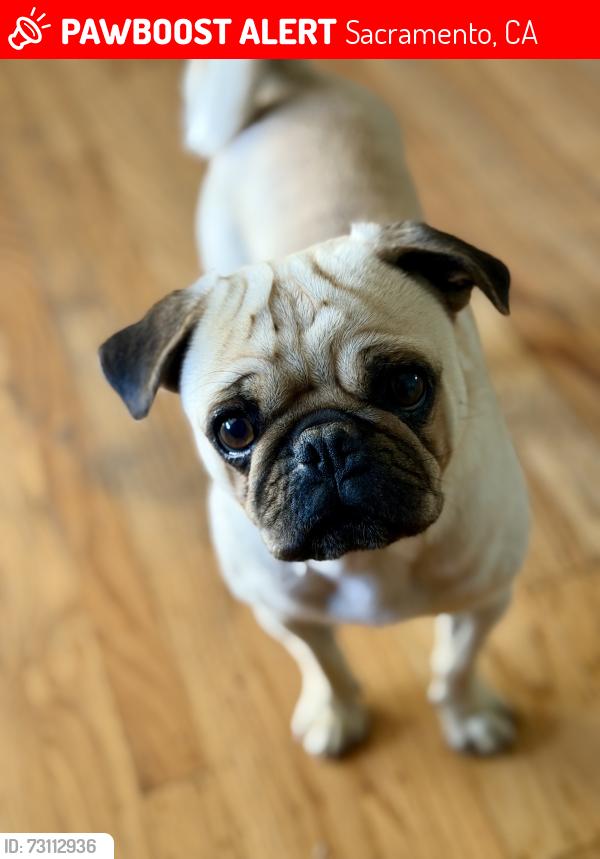Lost Male Dog last seen Greenback Lane Rd, Sacramento, CA 95825