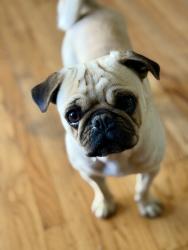 Lost Male Dog last seen Greenback Lane Rd, Sacramento, CA 95825