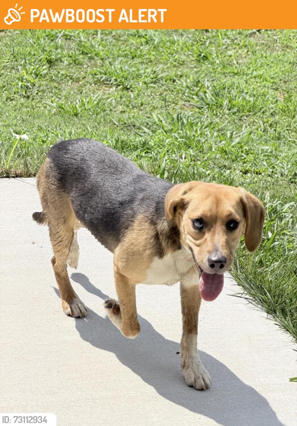 Found/Stray Male Dog last seen John Thompson, Chattanooga Valley, GA 30725