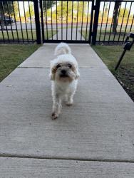 Found/Stray Male Dog last seen Sycamore School Road, Dylan apmts, Fort Worth, TX 76133