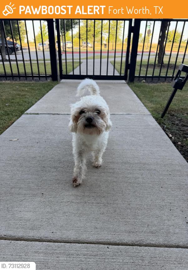 Found/Stray Male Dog last seen Sycamore School Road, Dylan apmts, Fort Worth, TX 76133