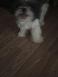Reunited Male Dog last seen Fuqua & Monroe, Houston, TX 77075