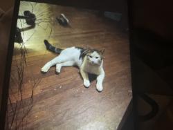 Lost Male Cat last seen Best of cream deli Charleston wv, Big Chimney, WV 25302