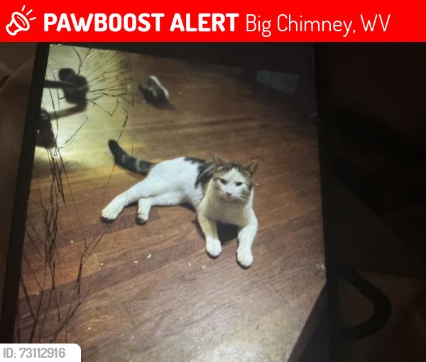 Lost Male Cat last seen Best of cream deli Charleston wv, Big Chimney, WV 25302