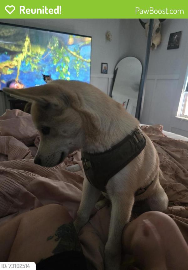 Reunited Male Dog last seen 10th and parker, Indianapolis, IN 46202