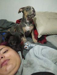 Lost Male Dog last seen Oliver, hilltop, Wichita, KS 67202