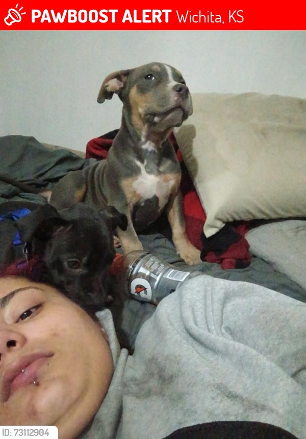 Lost Male Dog last seen Oliver, hilltop, Wichita, KS 67202