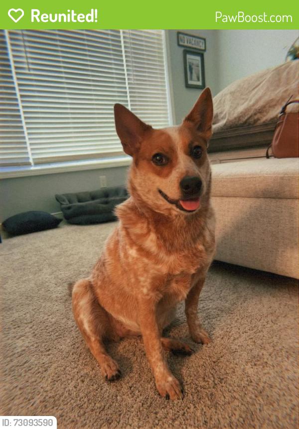 Reunited Female Dog last seen L8 and 70th West, Lancaster, CA 93536