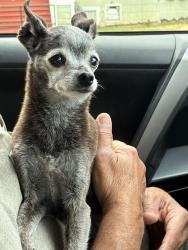 Reunited Female Dog last seen School & Culbert, Oakland, CA 94602