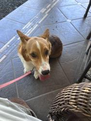 Reunited Male Dog last seen Lorraine, Glendora, CA 91741