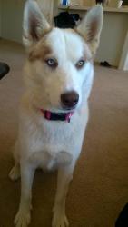 Lost Female Dog last seen Kiowa and Nandina, Apple Valley, CA 92308