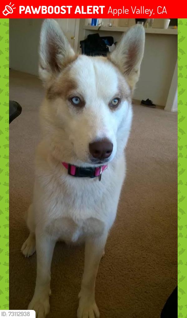 Lost Female Dog last seen Kiowa and Nandina, Apple Valley, CA 92308