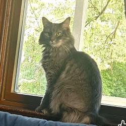 Lost Female Cat last seen ARABIA AVE AND WISTERIA AVE, Baltimore, MD 21214