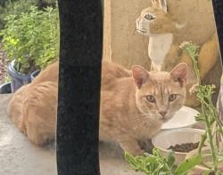 Found/Stray Unknown Cat last seen Juan Tabo and Spain NE, Albuquerque, NM 87111