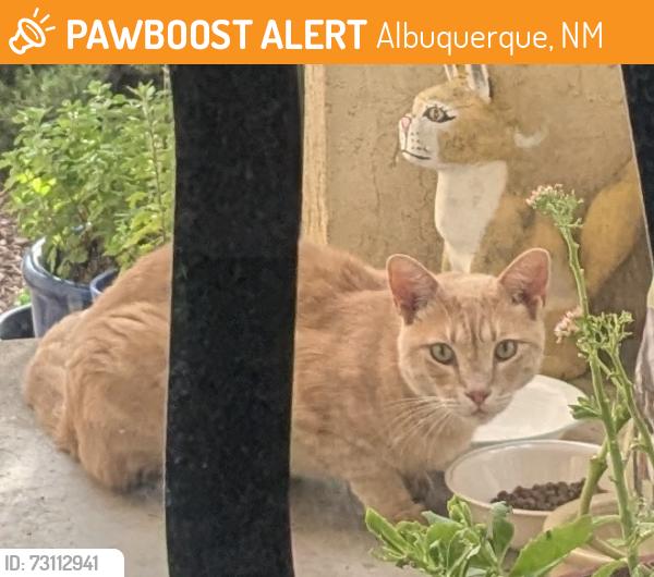 Found/Stray Unknown Cat last seen Juan Tabo and Spain NE, Albuquerque, NM 87111