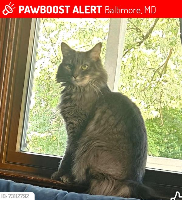 Lost Female Cat last seen ARABIA AVE AND WISTERIA AVE, Baltimore, MD 21214