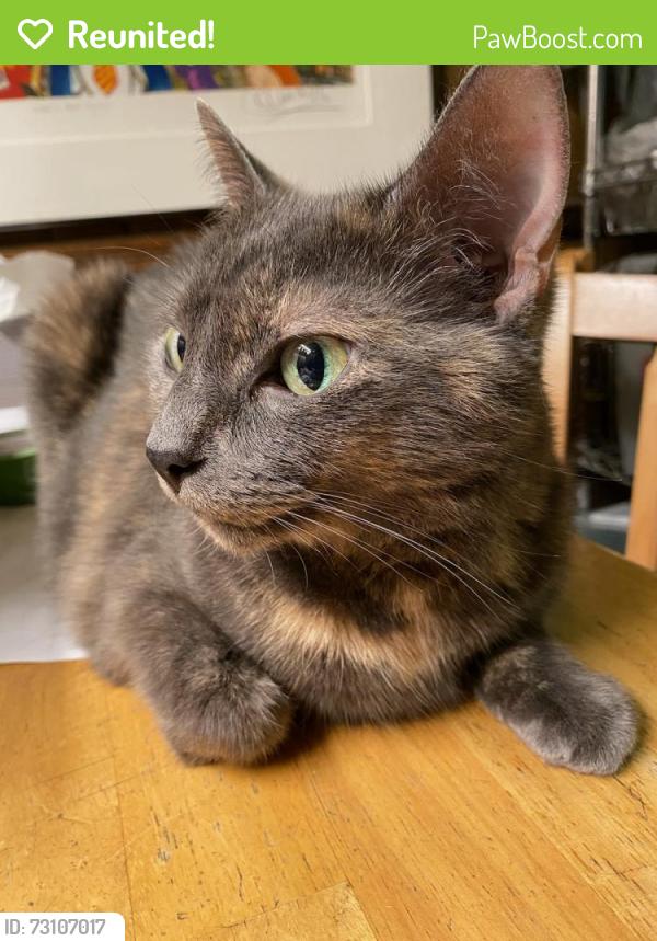Reunited Female Cat last seen Near Stuart St, Brooklyn, NY 11229